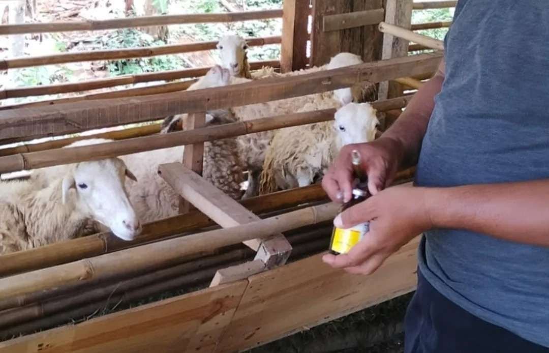 Domba Garut bantuan Pemkab Lebak bagi peternak