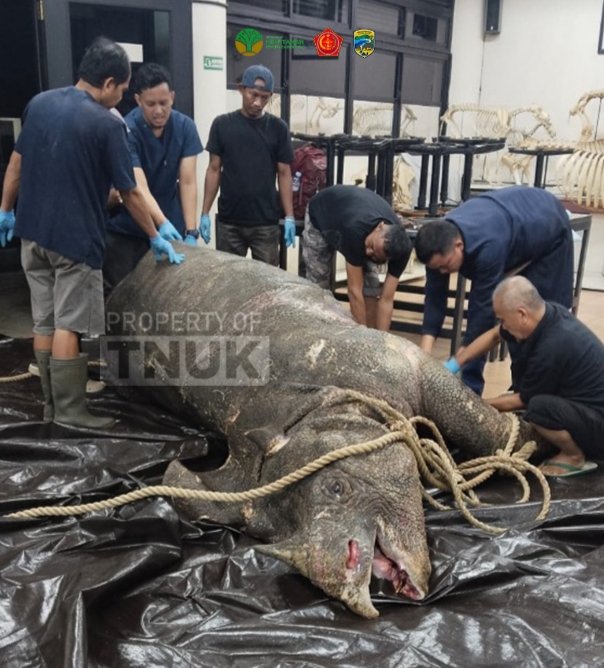 Badak jawa jantan bernama Musofa dilaporkan mati, usai di translokasi dari habitat alaminya, menuju kawasan konservasi khusus JRSCA Taman Nasional Ujung Kulon (TNUK). (Foto Dok. TNUK)