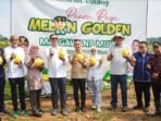 Caption Poto : Bupati Lebak bersama masyarakat saat panen golden melon