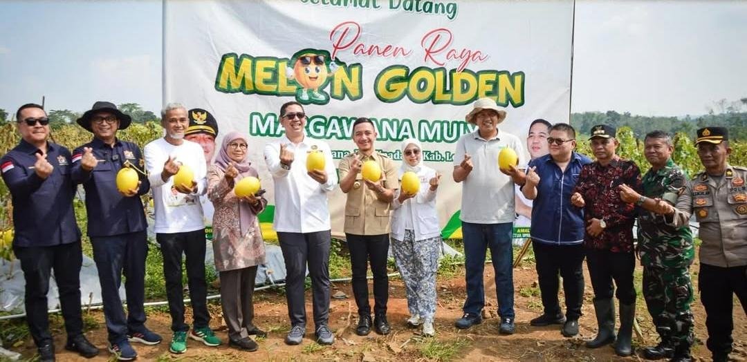 Caption Poto : Bupati Lebak bersama masyarakat saat panen golden melon