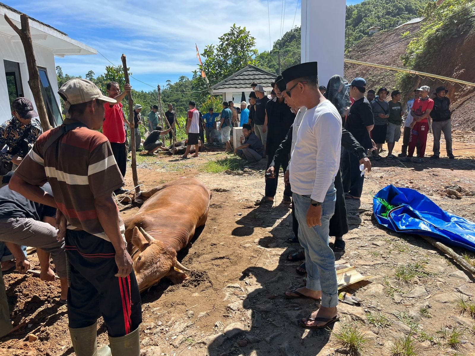 Caption : PT SBJ Potong dua ekor sapi pada Idul Adha 1447 Hijiriah