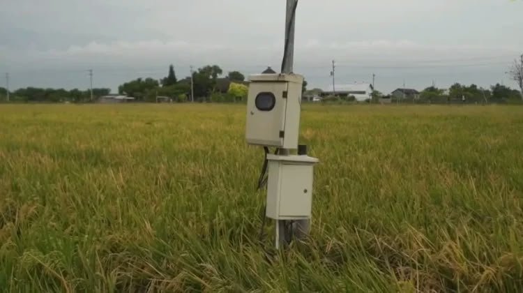 Caption : Pemasangan Listrik diarea persawahan Gapoktan Lebak